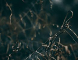 dead leaves