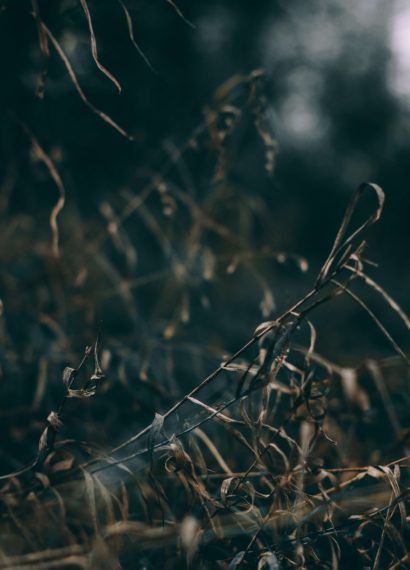 dead leaves