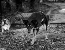 a dog in black and white