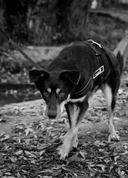 a dog in black and white