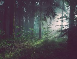 sunlight shining through trees in the forest