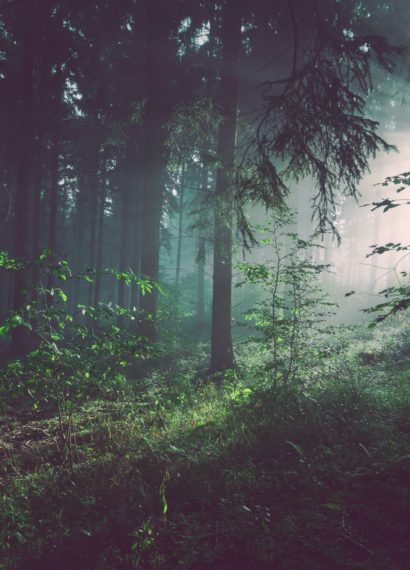 sunlight shining through trees in the forest