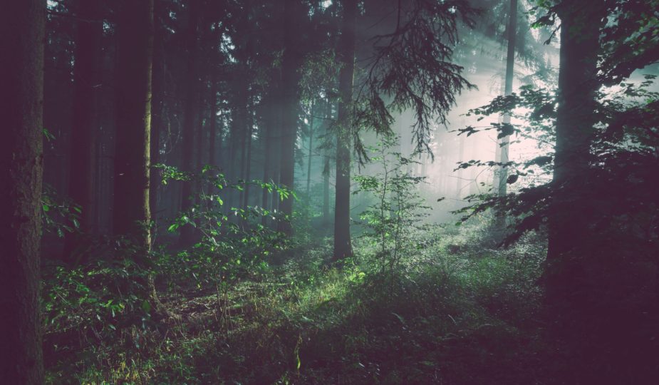 sunlight shining through trees in the forest