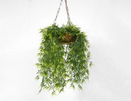 a hanging plant on a white background