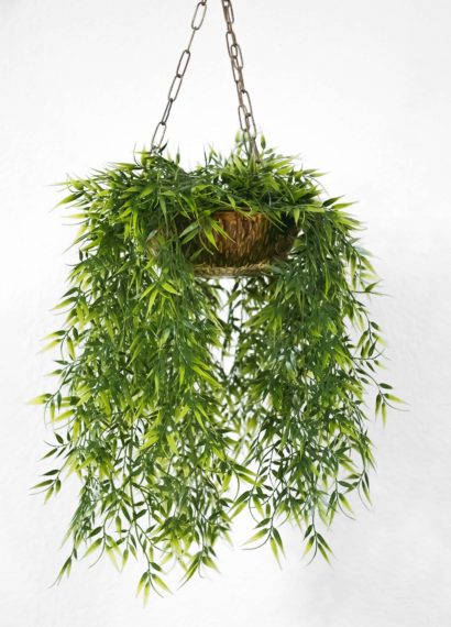 a hanging plant on a white background