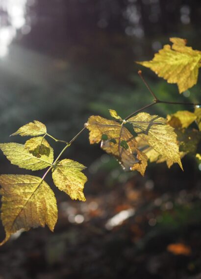 The sun shining on leaves