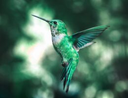 Photo by AARN GIRI on Unsplash